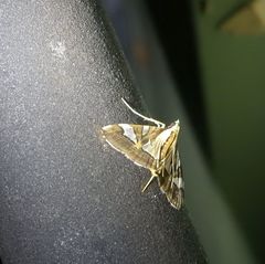 Agrioglypta itysalis