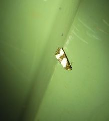 Micrapatetis orthozona