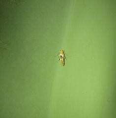 Hieromantis ephodophora