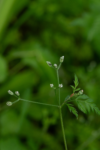 Torilis scabra observed 2026-05-27
