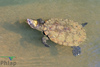 Namoi River Saw-shelled Turtle - Photo (c) rodneya63, some rights reserved (CC BY-NC), uploaded by rodneya63