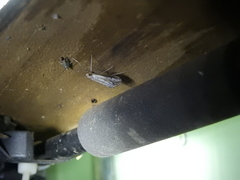 Euclasta maceratalis