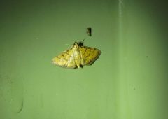 Herpetogramma hipponalis