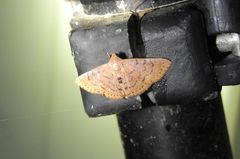 Homodes bracteigutta