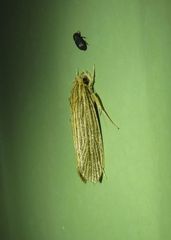 Moerarchis hypomacra