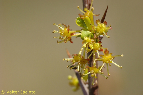 Flueggea tinctoria