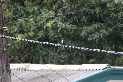 White-throated Kingfisher