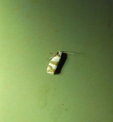 Prepocosma schalidota