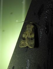 Agrotis interjectionis