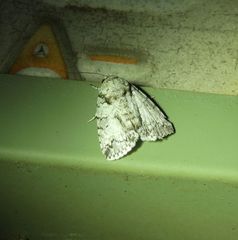 Blenina lichenopa