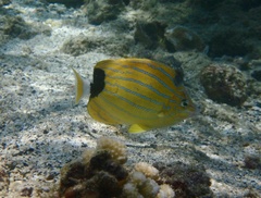 Chaetodon fremblii
