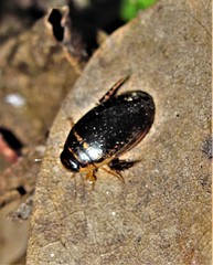 Thermonectus basillaris