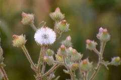 Laggera aurita