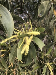 Acacia concurrens