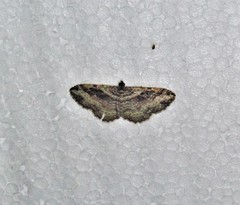 Costaconvexa