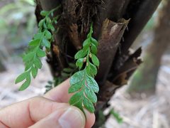 Tmesipteris lanceolata