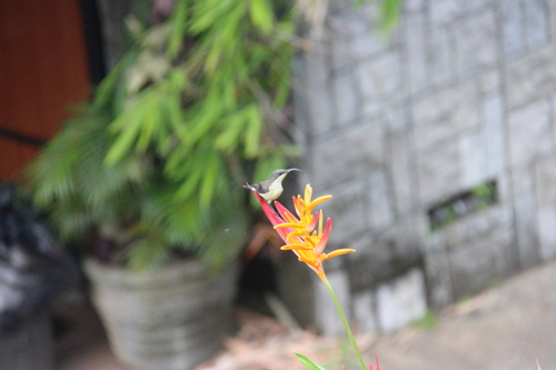 Loten's Sunbird