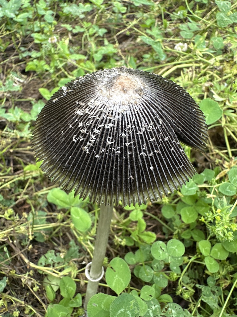 Shaggy Mane
