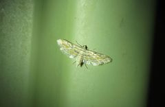 Parapoynx dentizonalis