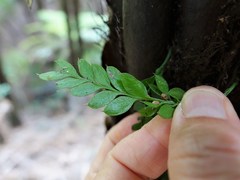 Tmesipteris lanceolata