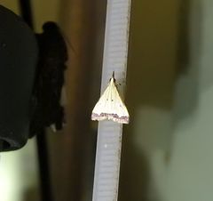 Autocharis hedyphaes