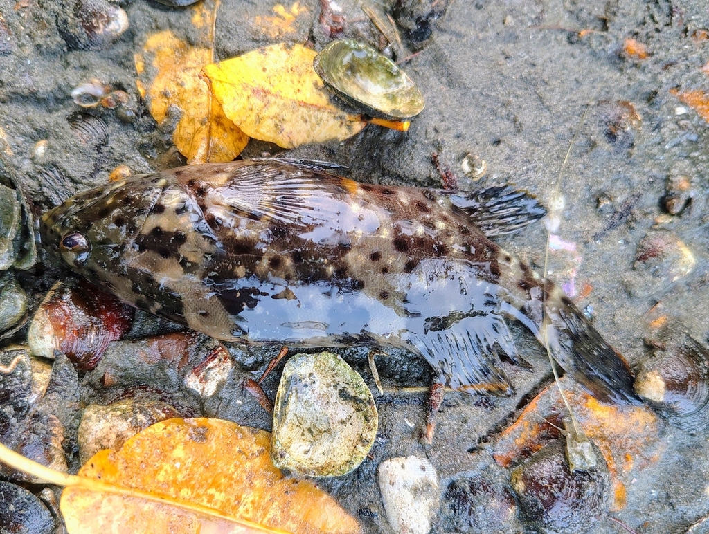 Malabar grouper