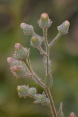 Laggera aurita