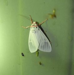 Amerila rubripes