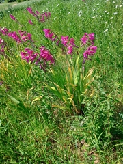 Gladiolus communis, photograph (c) maxmarengo, some rights reserved (CC BY)