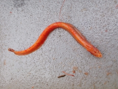 Dwarf Wrymouth photo 1