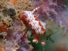 Hypselodoris maculosa