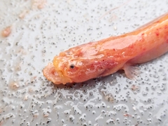 Dwarf Wrymouth photo 2