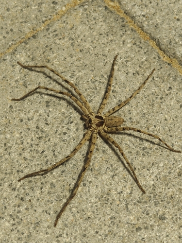 Pantropical Huntsman Spider