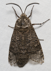 Prionoxystus macmurtrei