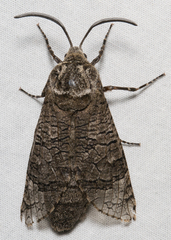 Prionoxystus macmurtrei