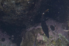 Cantherhines pardalis