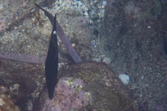 Cantherhines pardalis