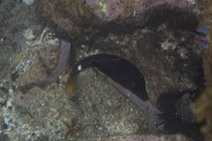 Cantherhines pardalis