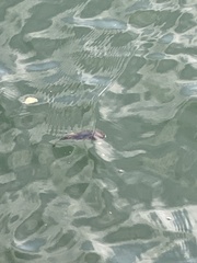 Arothron nigropunctatus