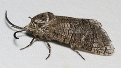 Prionoxystus macmurtrei