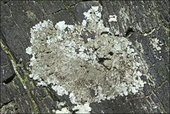 Austroparmelina conlabrosa