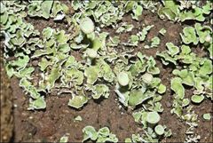 Cladonia humilis