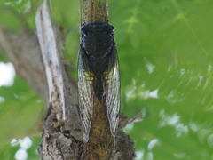 Cryptotympana acuta