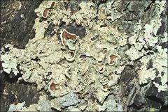 Flavoparmelia rutidota