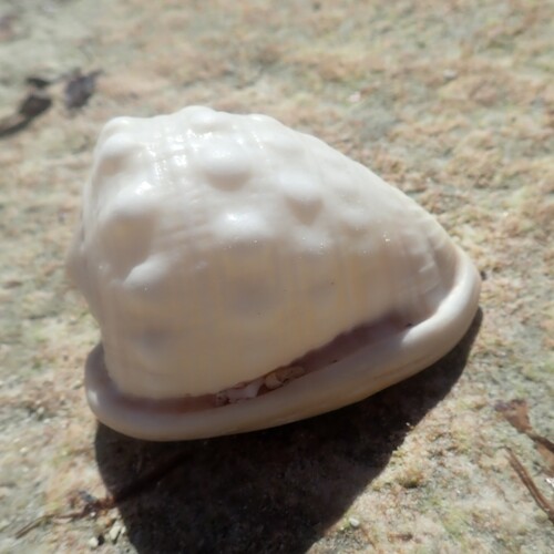 Cypraecassis rufa, 2026-05-17