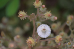 Laggera aurita