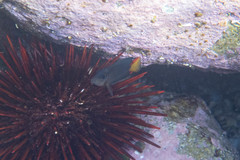 Ctenochaetus binotatus