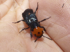 Creophilus erythrocephalus