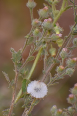 Laggera aurita