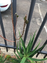 Aloe